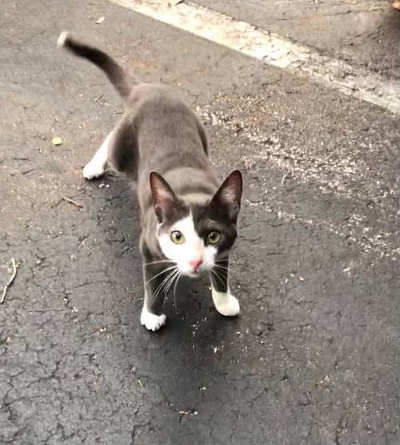 helping Florida hungry cats survive with food & care