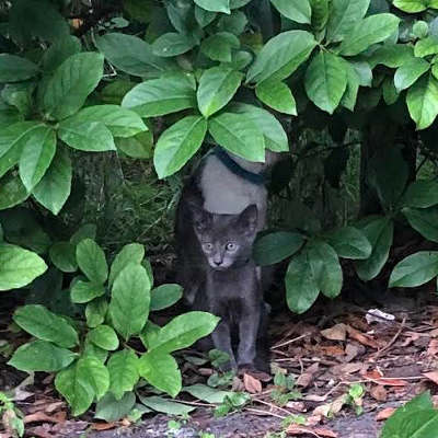 helping Florida hungry cats survive with food & care