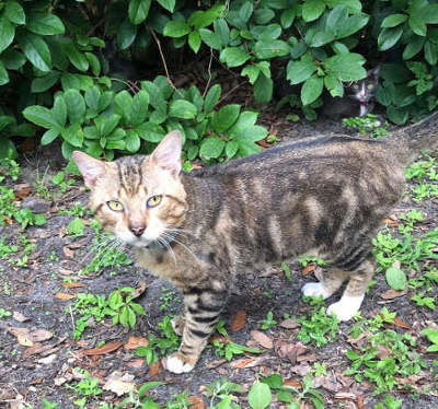 helping Florida hungry cats survive with food & care