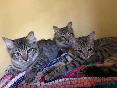 donate funds or food to help Florida hungry cats survive with food & care